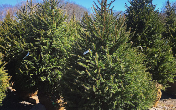 Evergreen Trees - Augustine Nursery