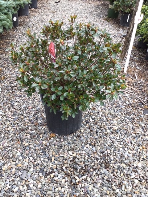 Azalea _Blaauw_s Pink_ - 3 gallon