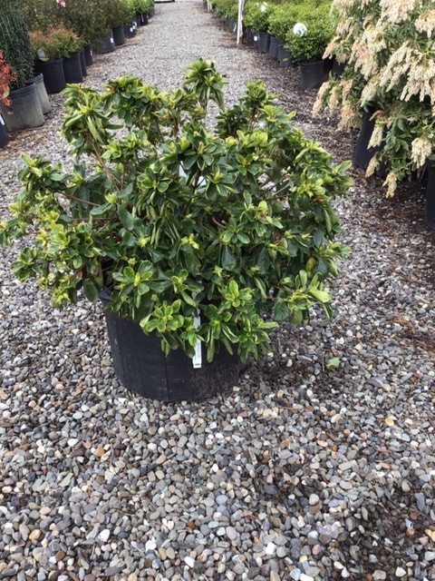 Azalea _Delaware Valley White_ - 5 gallon