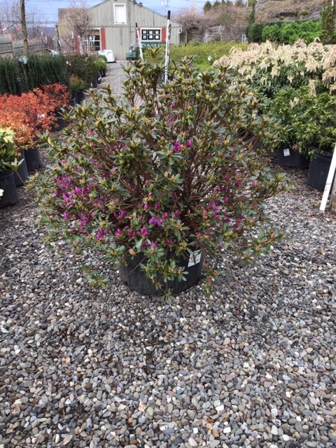 Azalea _Poukhanense Compacta_ - 5 gallon