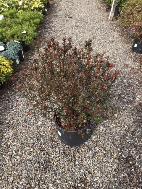 Azalea _Stewartstonian_ - 5 gallon