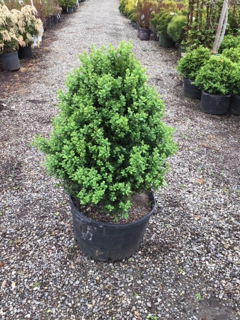 Boxwood _Green Mountain_ - 10 gallon