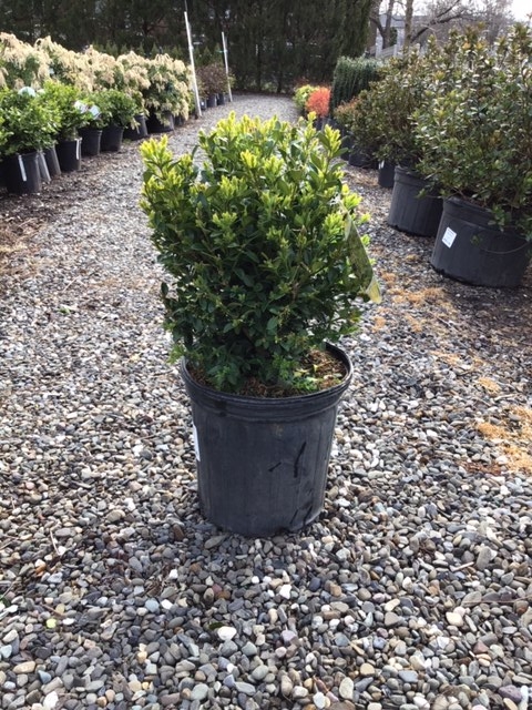 Boxwood _Green Mountain_ - 2 gallon