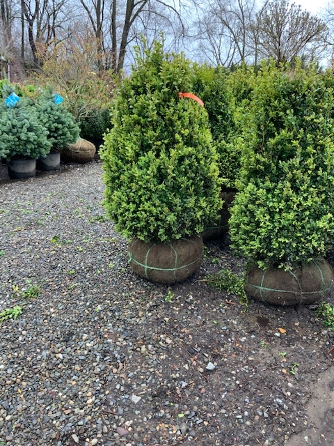 Boxwood _Green Mountain_ - 2.5_