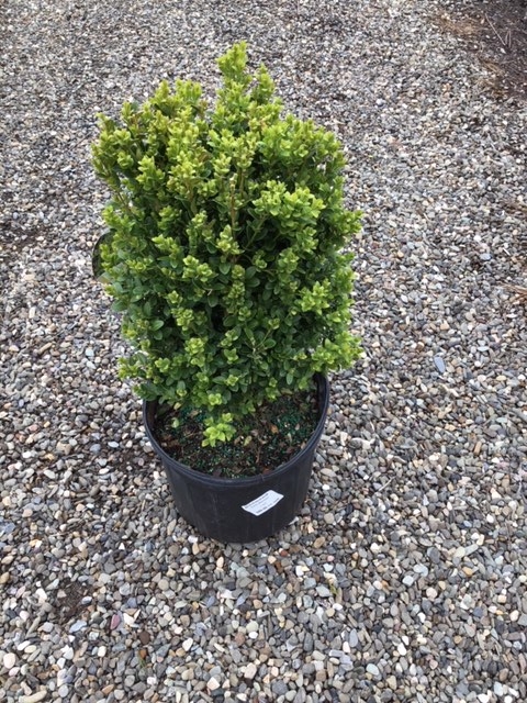 Boxwood _Green Mountain_ - 3 gallon