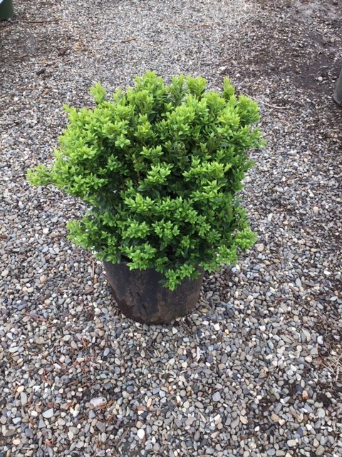 Boxwood _Green Velvet_ - 3 gallon