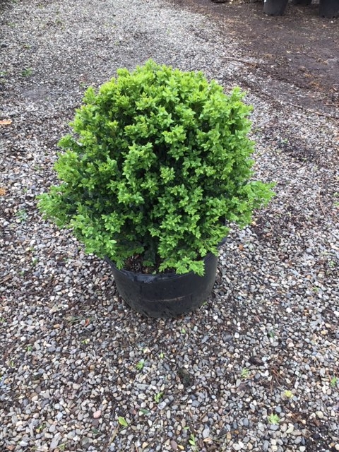 Boxwood _Green Velvet_ - 5 gallon