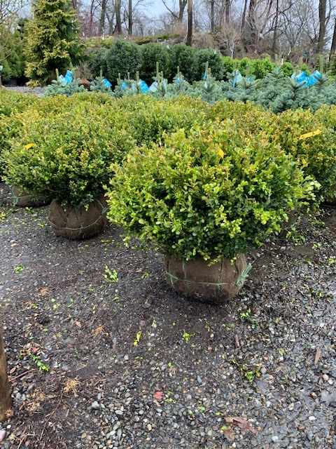 Boxwood _Winter Gem_ - 2_