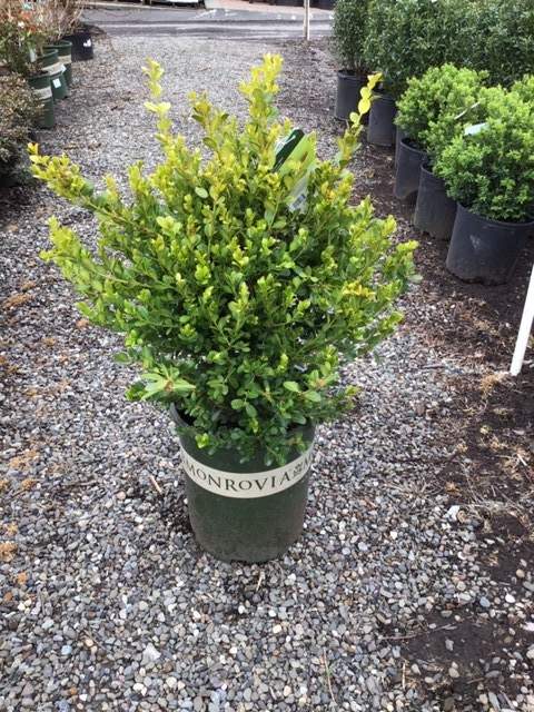 Boxwood _Winter Gem_ - 5 gallon