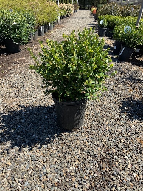 Boxwood _Wintergreen_ - 2 gallon