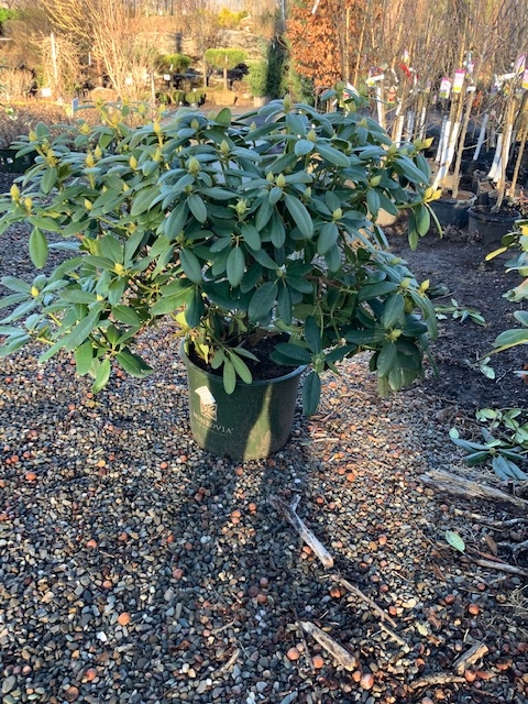 Rhododendron _Grandiflorum_ - 7 gallon