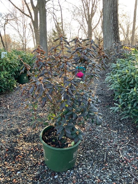 Rhododendron _Landmark_ - 7 gallon