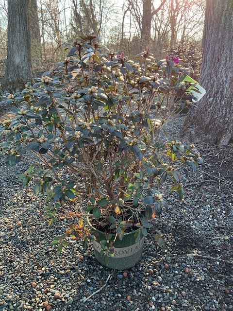 Rhododendron _PJM Elite_ - 5 gallon