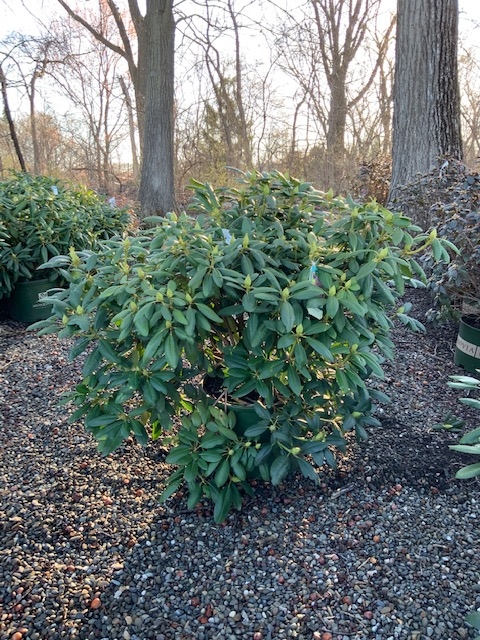 Rhododendron _Roseum Elegans_ - 10 gallon