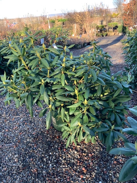 Rhododendron _Roseum Elegans_ - 7 gallon