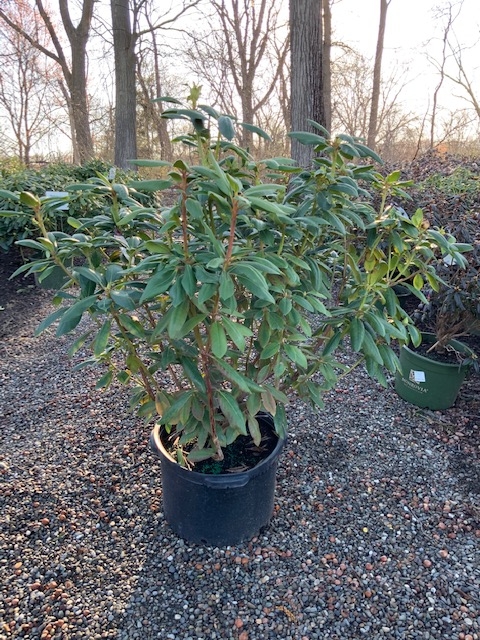 Rhododendron _Roseum Pink_ - 10 gallon