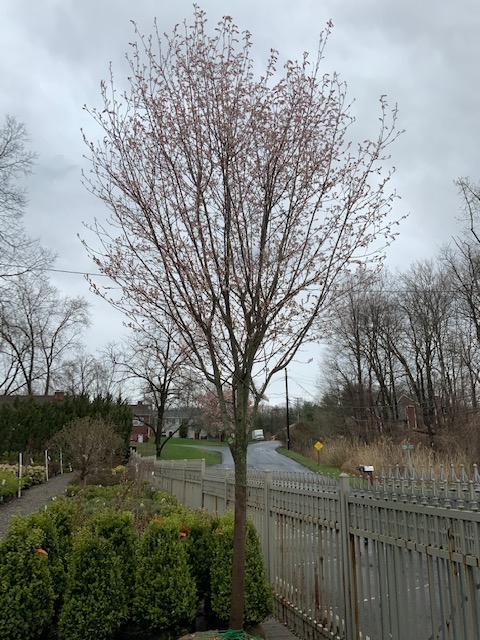 Serviceberry Robin HillTree Form – Augustine Nursery