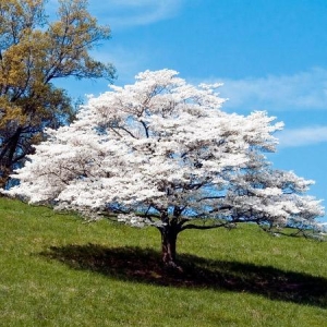 white dogwood tree