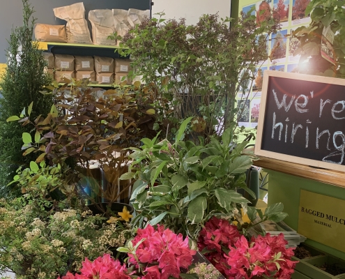 We're hiring at Augustine Nursery