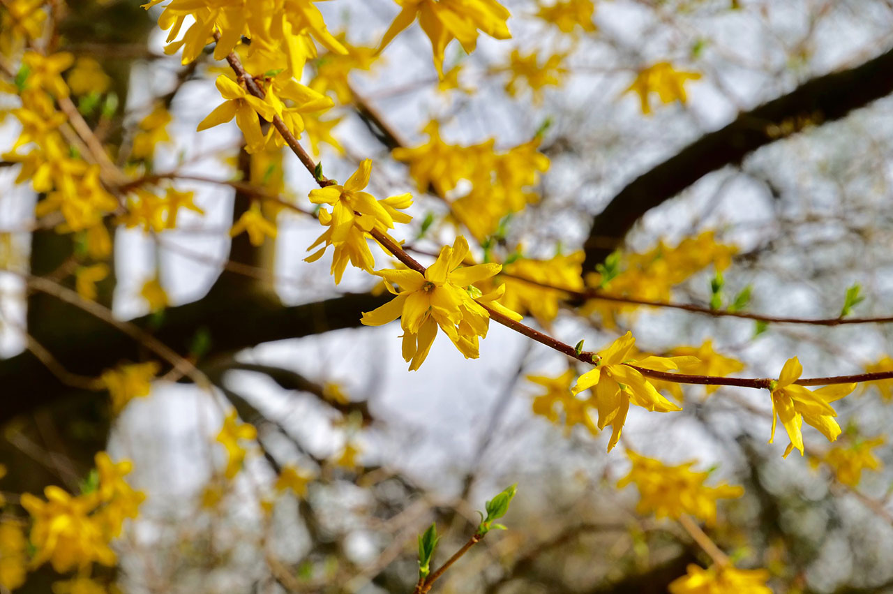 Augustine Nursery – Landscapes of Distinction, A Nursery of Uncommon ...