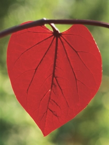 red bud leaf
