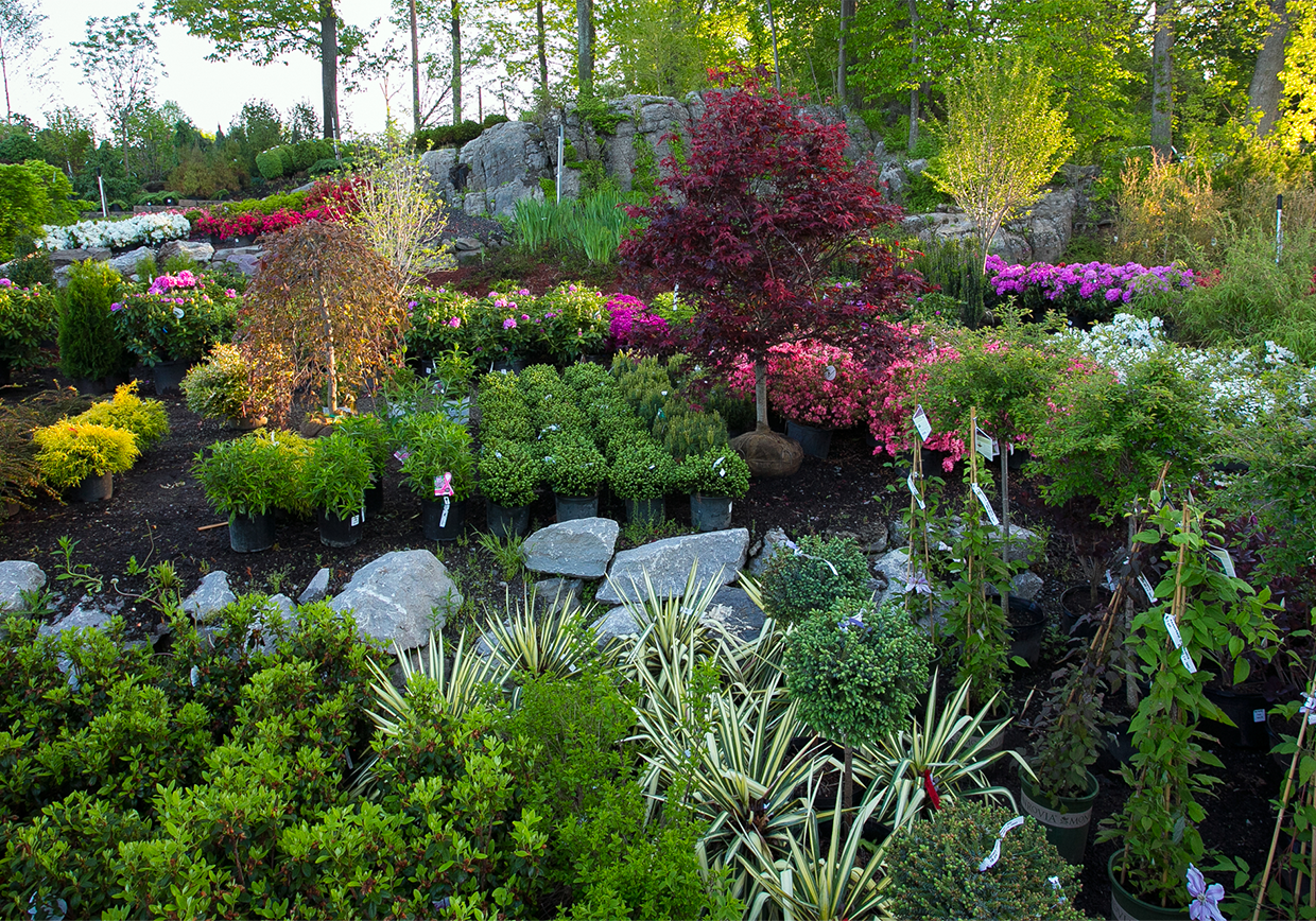 Slide of multicolored garden shrubs and flowers