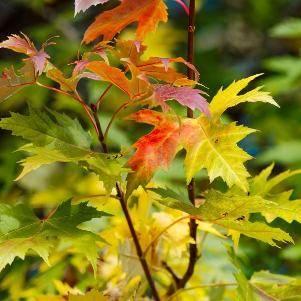 Deciduous Trees - Augustine Nursery