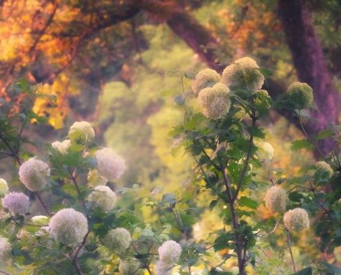 hydrangeas