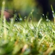 water droplets on lawn