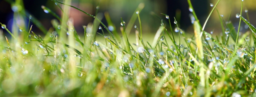 water droplets on lawn