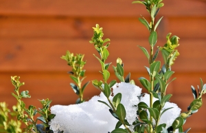 boxwood and snow plant