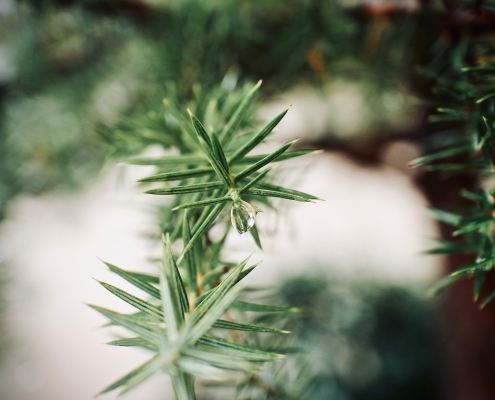 evergreen tree branch