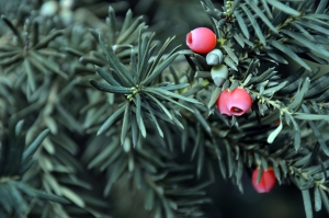yew branch with berry