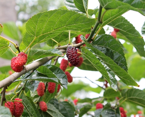 red mulberry branch