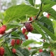 red mulberry branch