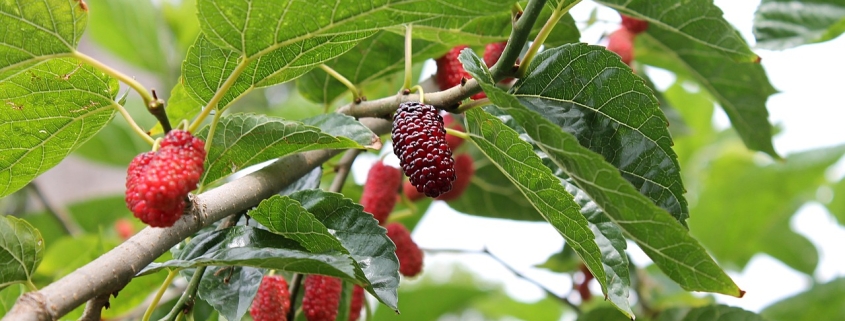red mulberry branch