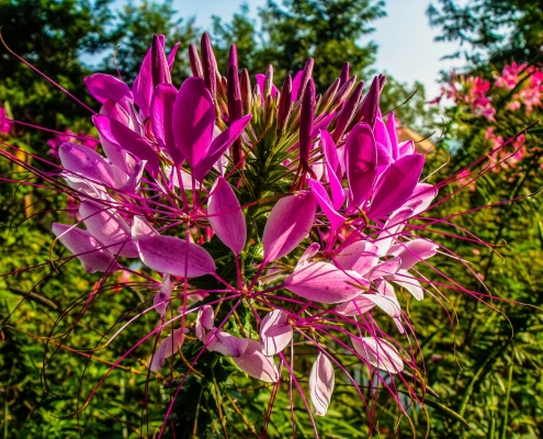 Spider Flower