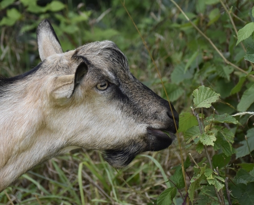 Goat eating underbrush