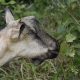 Goat eating underbrush