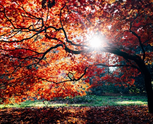 autumn leaves and tree