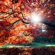 autumn leaves and tree