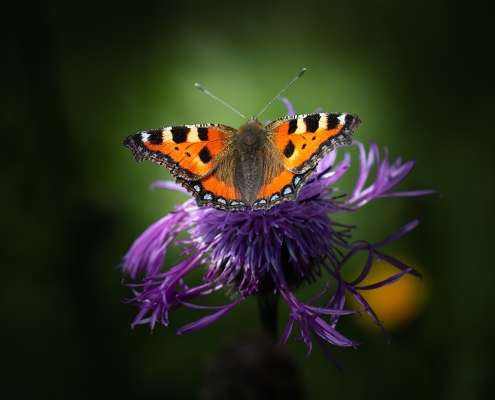 butterfly and clover