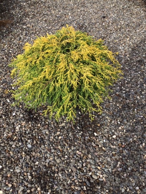 Cypress _Gold Mop_ - 3 gallon