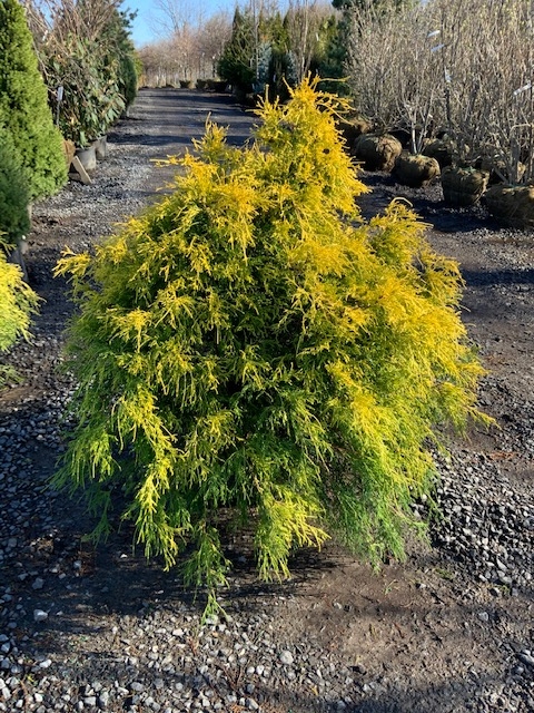 Cypress _Gold Mop_ - 7 gallon