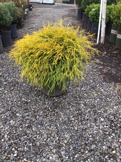 Cypress _Golden Charm_ - 5 gallon