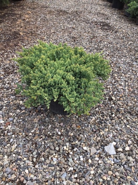 Juniper _Nana Procumbens_ - 3 gallon