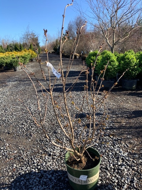 Lilac Old Glory_- 5 gallon – Augustine Nursery