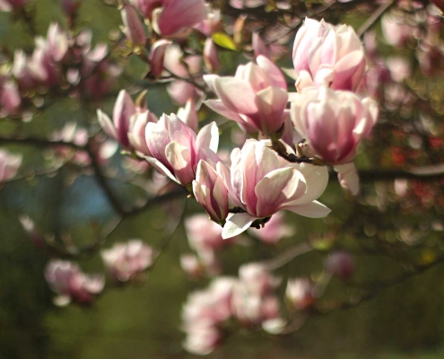 magnolia tree