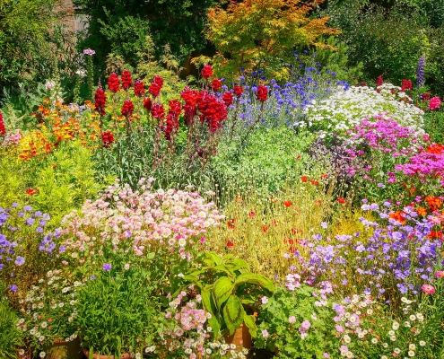 multicolored flowers