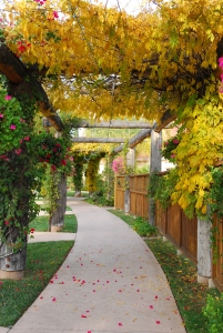 pergola with yellow leaves and flowers